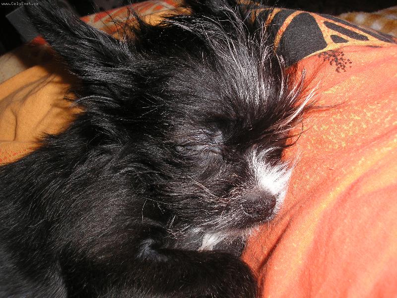 Foto: čivinka s jorkem