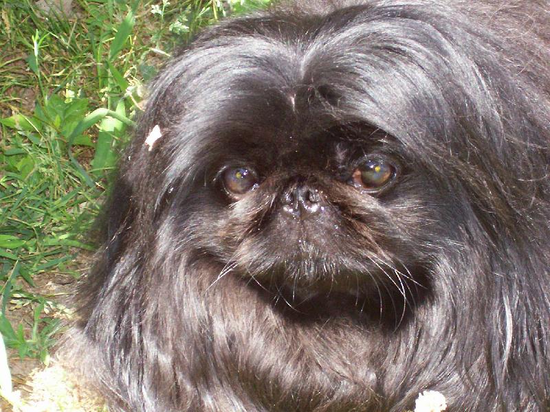 Foto: Naše Megynka-Miluju být s páníčkama na zahrádce.