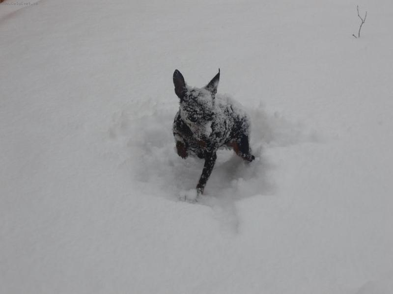 Foto: sněžný bubák