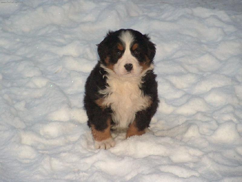 Foto: Mášenka-takto vypadala, když mi ji přinesli neplánovaně domů