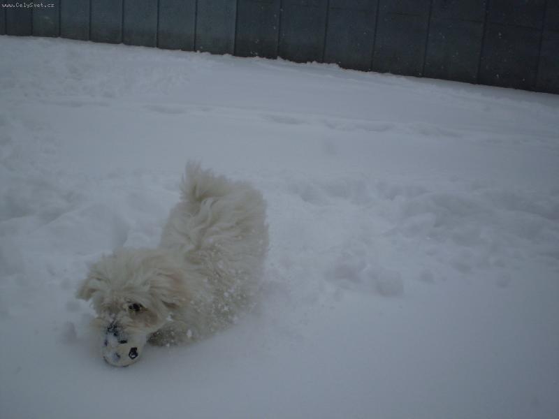 Foto: Monty ve sněhu-Monty rád dovádí ve sněhu