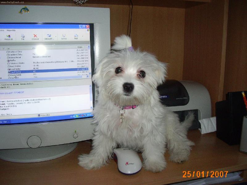 Foto: Kdo je větší?Já nebo počítač mé paničky?-4měsíční Aishinka