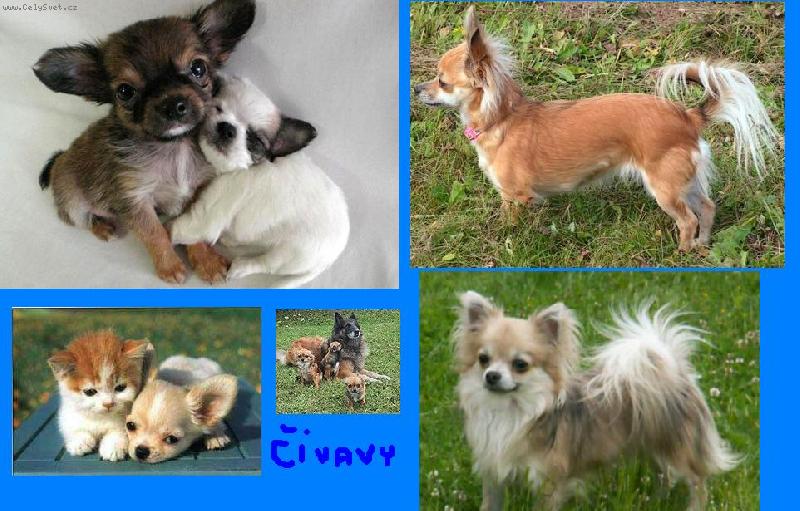 Foto: čivavy ráj....-jsou opravdu nádherní,že?