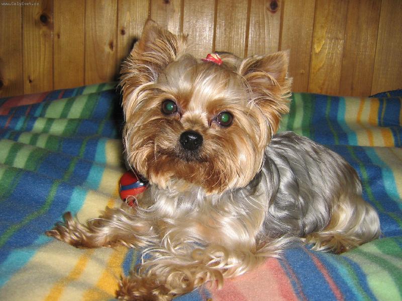 Foto: Adélak-pohodička na postýlce