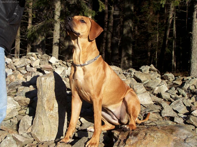 Foto: Vánoce 2006-Eimmy a její první Štědrý den