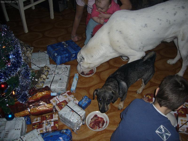 Foto: Přišel k nám Ježíšek-SAO Pedro a voříšek Tony u stromku