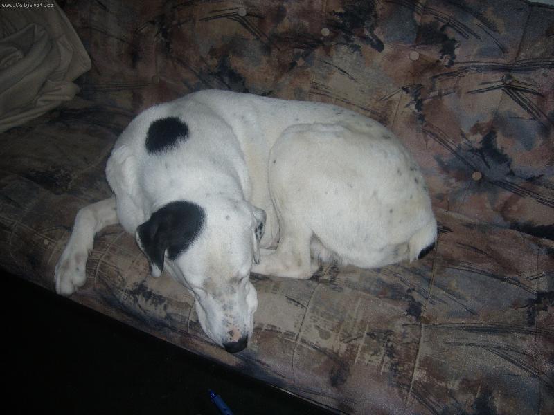 Foto: Pedro gaučák