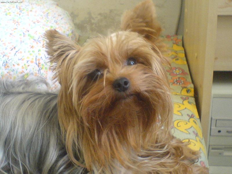 Foto: Nellynka-roztomilé zlatíčko