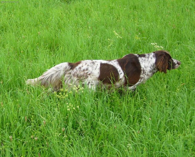 Foto: Německý dlouhosrstý ohař-Orka od Hanusky