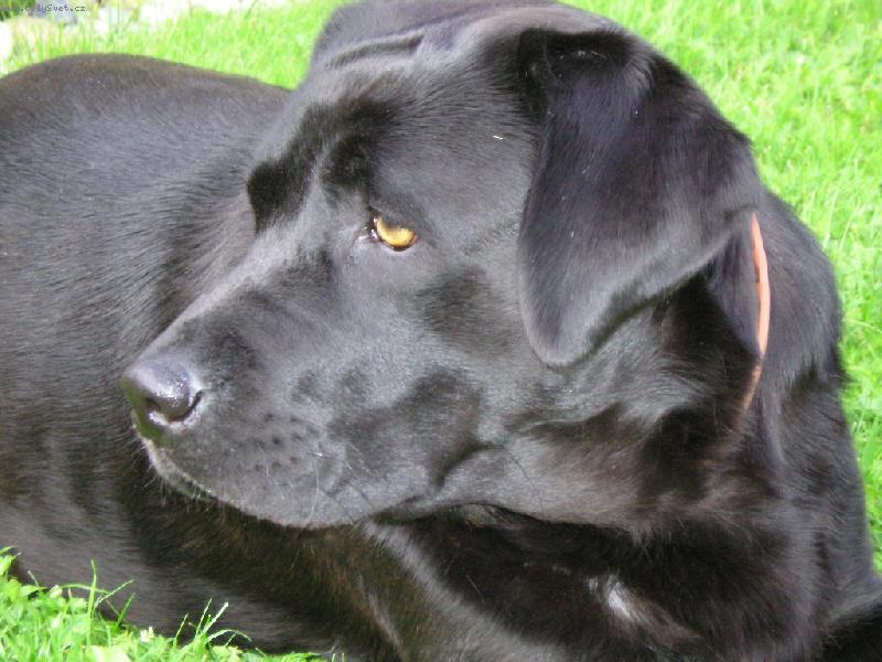 Foto: Bonnie-spokojená Bonnie