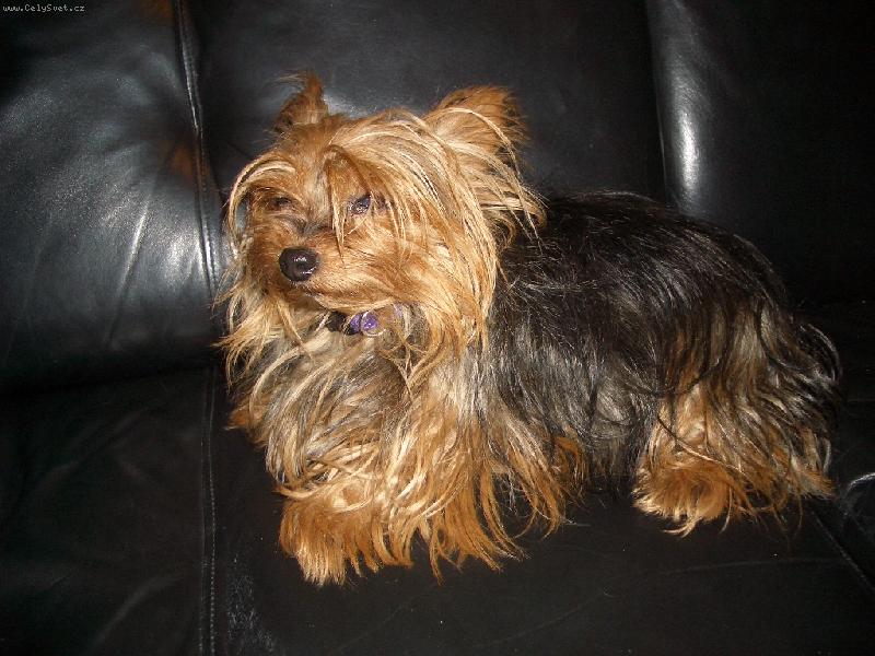 Foto: Kristýnka-Toto je můj 14-ti letý pejsek