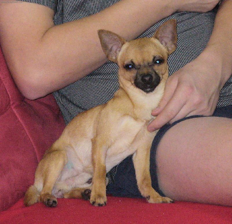 Foto: Fenri (Reino-chi ze Sídlberku)-Hlazení to já, čivavák, MOC RÁD !