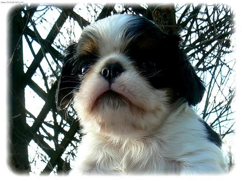 Foto: Dance for Ice ze Slunné stráně-6.týdenní kingáček