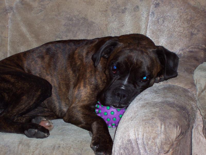 Foto: moje minulá boxerka Barborka