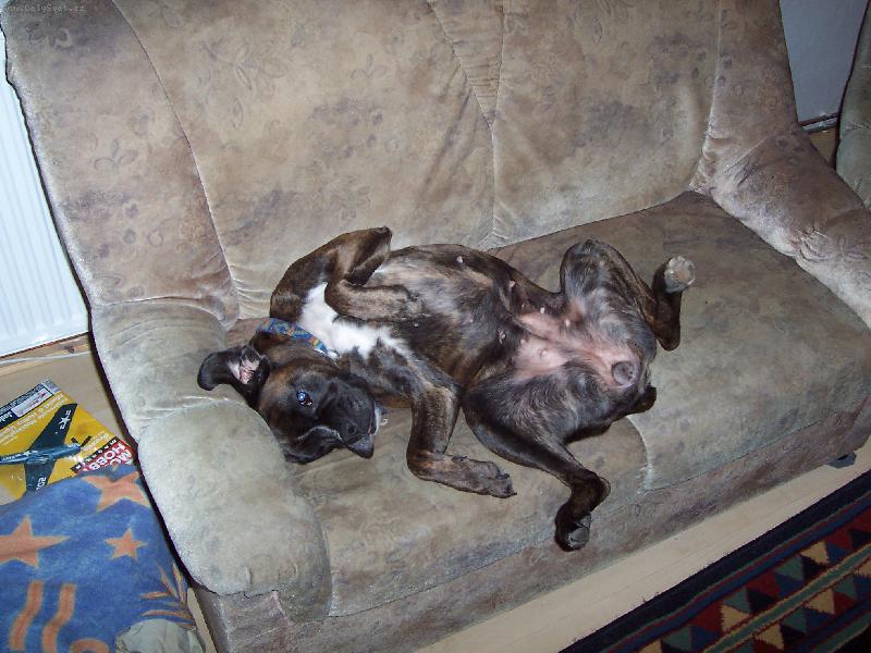 Foto: fakt neznám větší psí mazlíčky než boxery