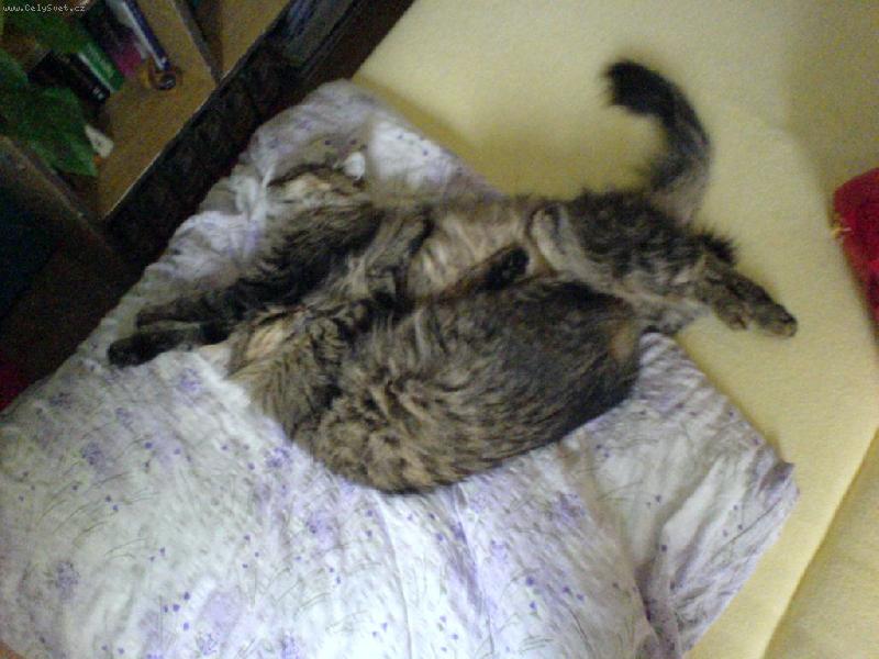 Foto: Dvě povalující se sibiřanky