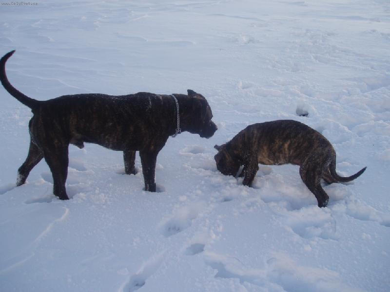 Foto: Sam a Drago-Sam (dogo canario) a Drago (dogo mallorquin - 4. měsíce)