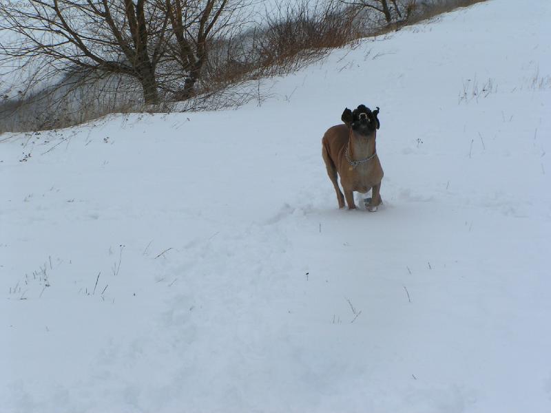 Foto: Dante Rendog-Vysmátá doga