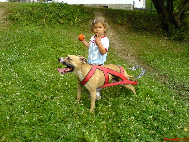 Foto: PitBull \"MAILO\"