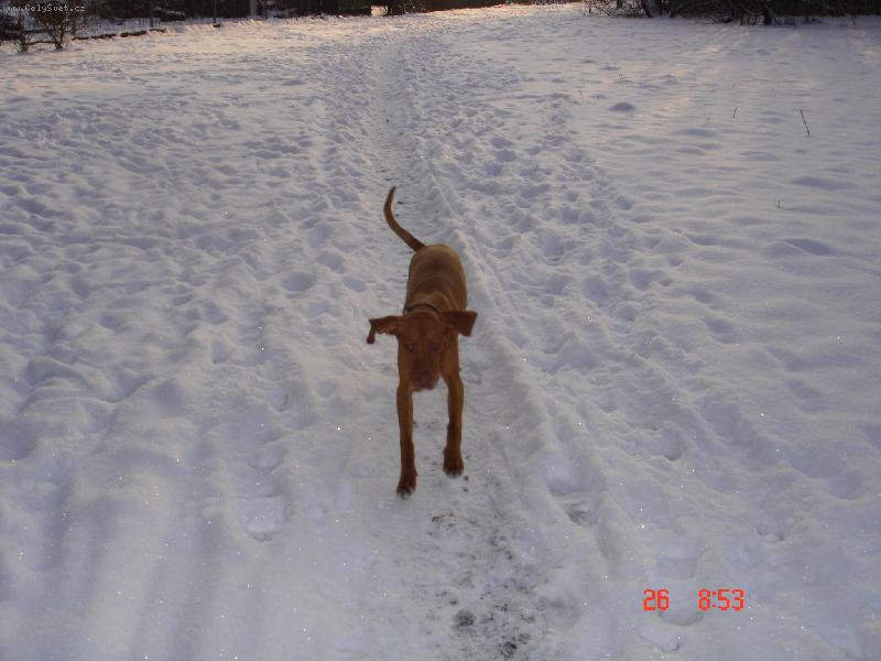 Foto: létající čestmír-Percy Akcezal 7.měsíců