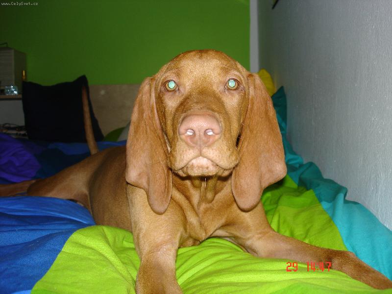 Foto: v peřinách taky moc dobrý-Percy Akcezal