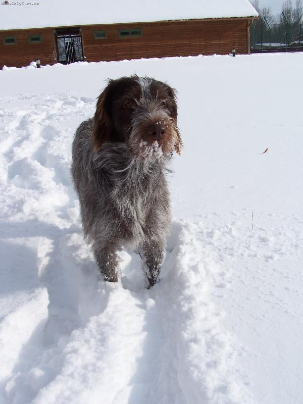 Foto: Gina od Dubového Dvora