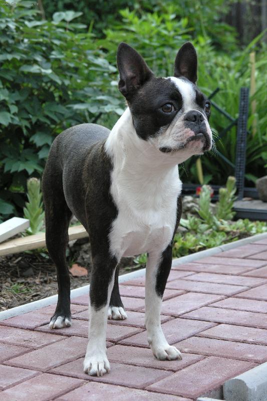 Foto: Bertík za Mlýnem-Bertík na zahradě.