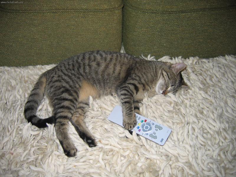 Foto: KOČIČKA ČÍČA-TELEVIZNÍ KOČKA