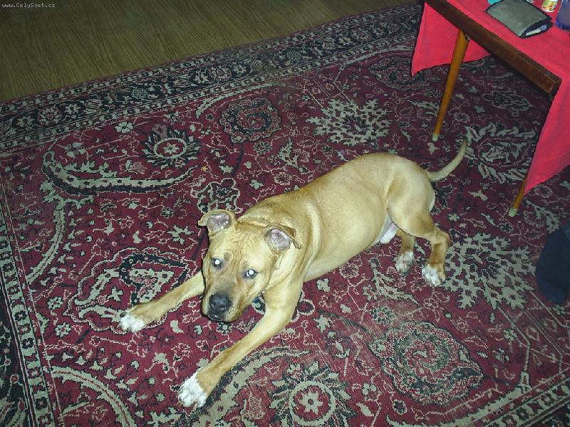 Foto: Rocky-fufinek náš malý...