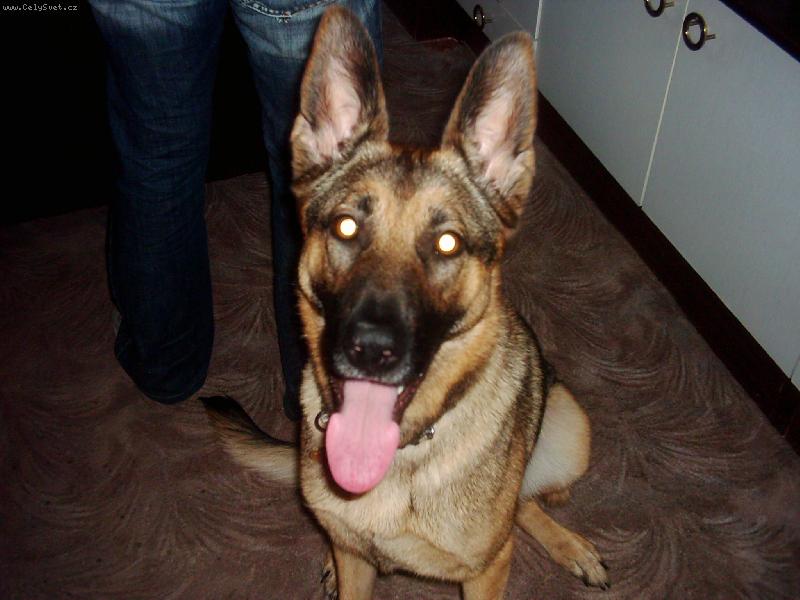 Foto: Můj pejsánek :o)-Dinuška