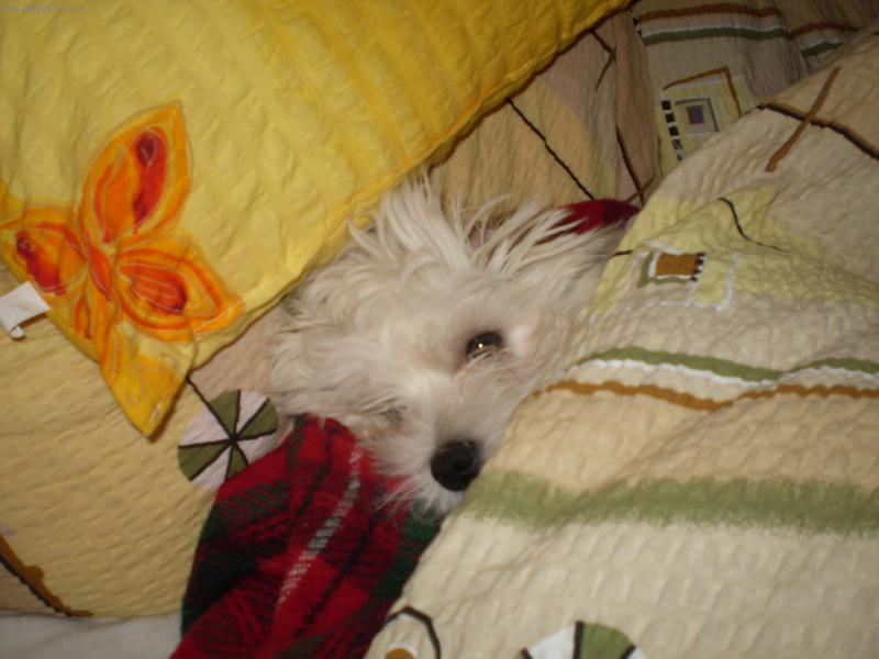 Foto: Spinkající maltézáček-Montík