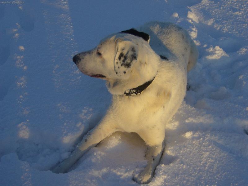Foto: Pedro a sníh-Náš SAO ve sněhu