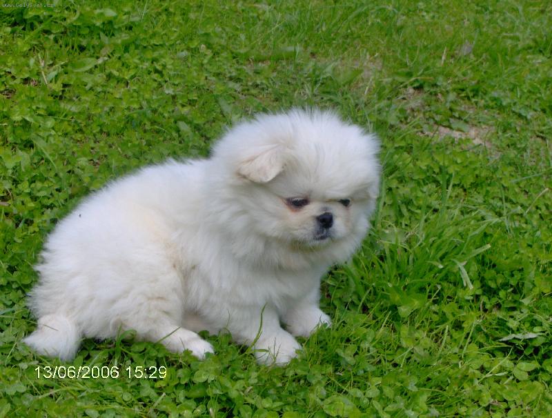 Foto: Láska, ktorá ma opustila navždy-Miláčik s ktorého som sa tešil tak málo, pretože jeho pôvodny majiteľ mi ho predal chorého a je mi zaňou stále smutno. Každý psík mi pomáha pri mojom telesnom postihu a život je pre mňa krajší.