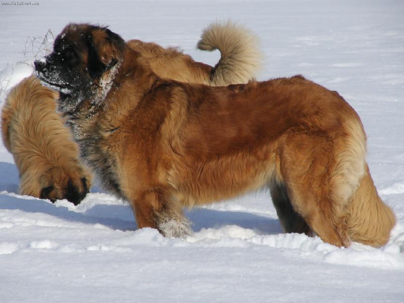 Foto: Bonnie B. Bora z Milotiček-Zima a leonberger