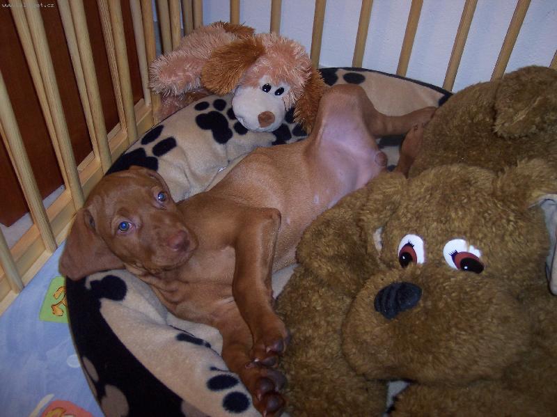 Foto: který z nich není plyšový ???-Johanka - Edit Meryben