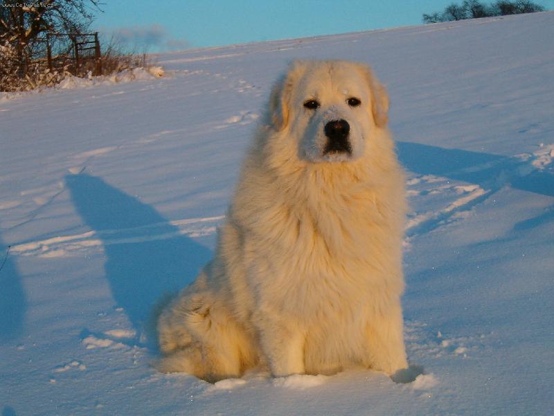 Foto: Baron z Borovýho Hrádku