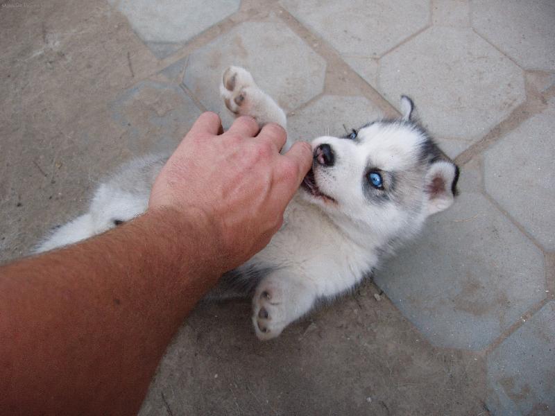 Foto: Daisynka-Sibiřský husky