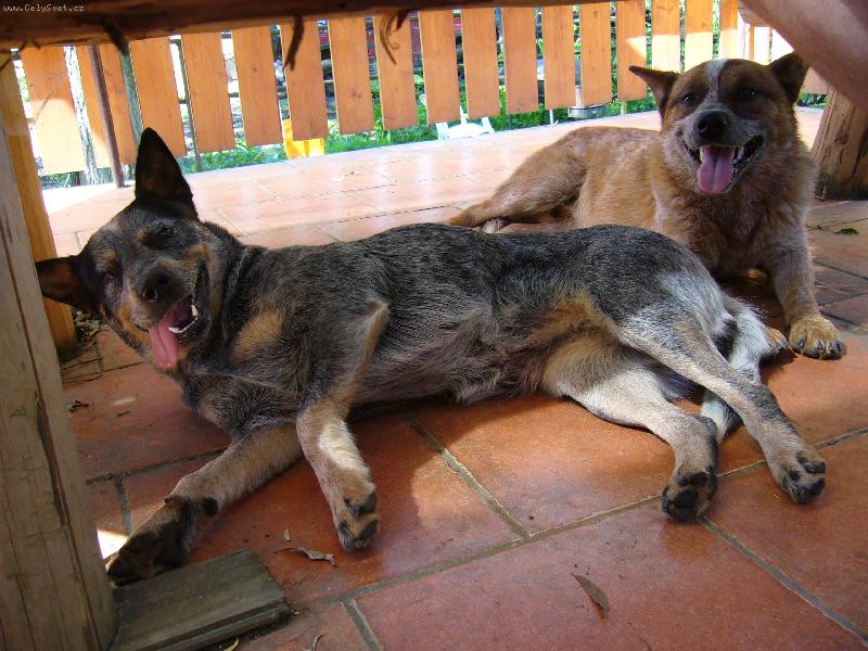 Foto: ACD-vzácná chvilka klidu....