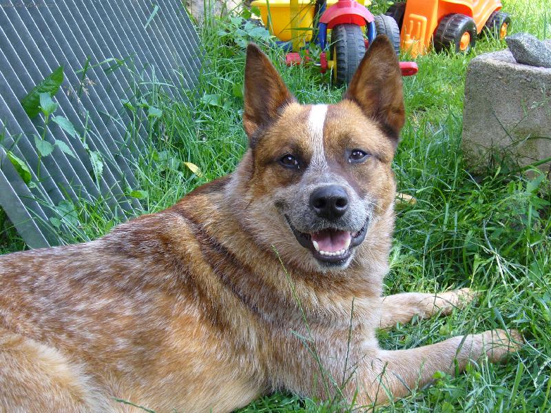 Foto: ACD-fešák Andy