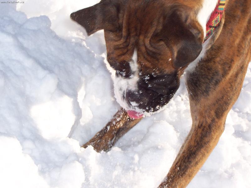 Foto: Elinka a sníh