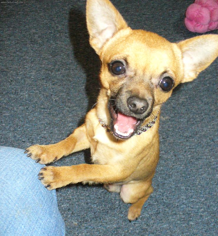 Foto: Nadšený čivavák Fenri-Jee, ten náhrdelníček mi ale sluší co ?