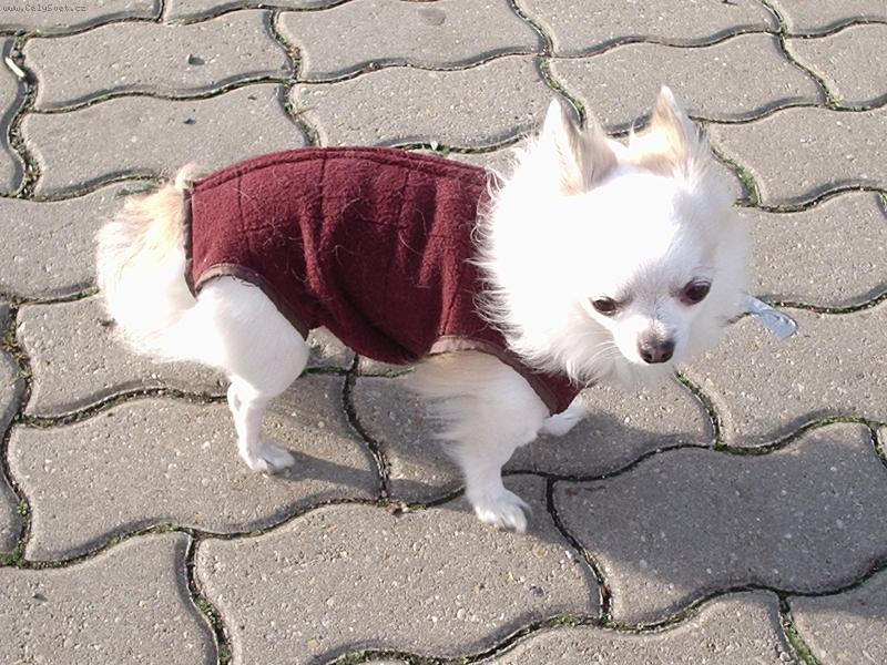 Foto: Charlie na vandru-V zimě