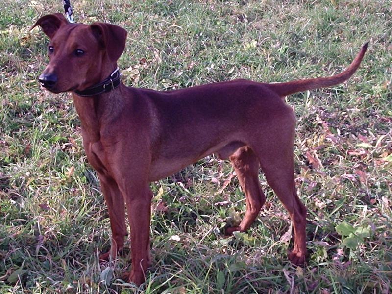 Foto: Ziki pózuje-Na procházce