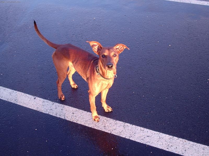 Foto: Ziki opět na procházce-Pršelo