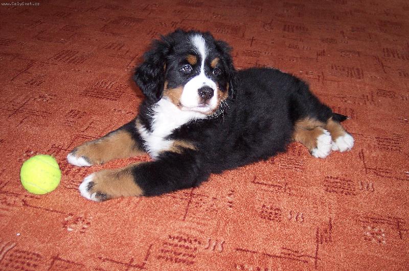 Foto: BERNIE když byl ještě štěňátko- 9 týdnů
