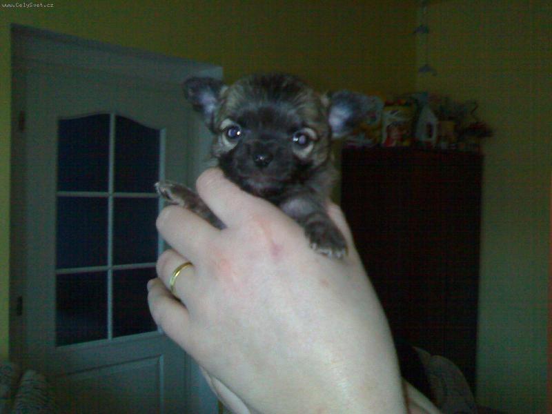 Foto: čivavátko-už je ze mne velký kluk