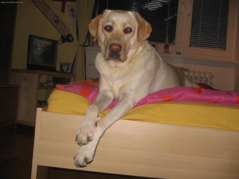 Foto: Megie...-to se to leží v mojí posteli, i když Megie si myslí, že je to její pelech