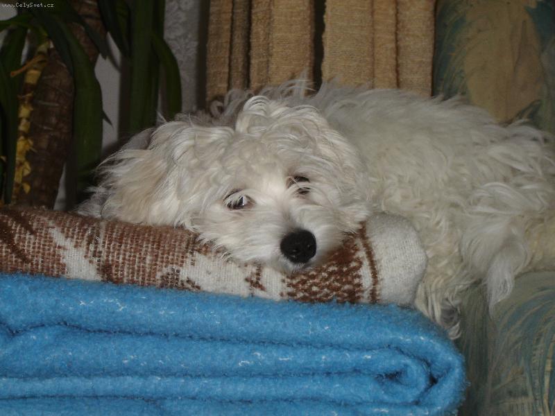 Foto: Maltezáček Monty