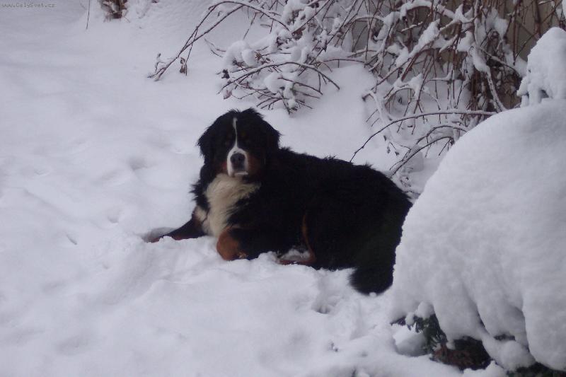 Foto: BERNIE- iluje sníh
