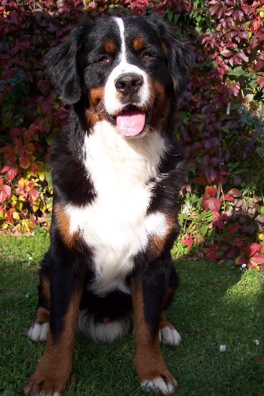 Foto: BERNIE-náš fotomodel :))